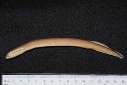 Image of European brook lamprey