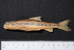 Image of White-finned gudgeon