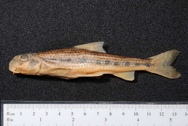 Image of White-finned gudgeon