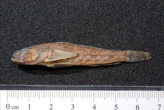 Image of Bighead goby