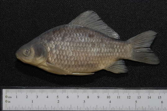 Image of Gibel carp