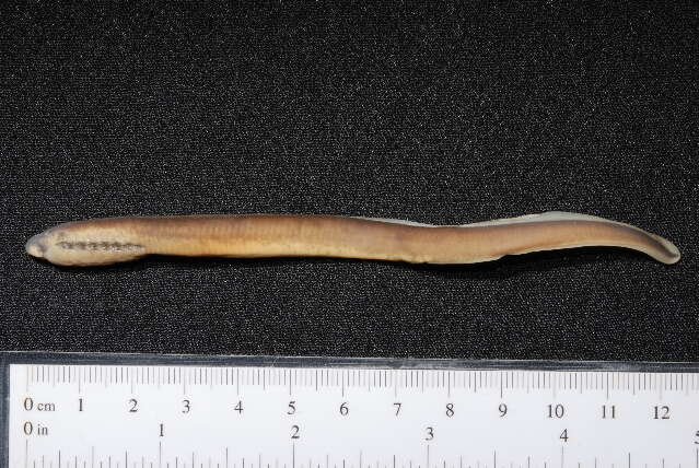 Image of European brook lamprey