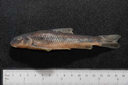 Image of Gudgeon