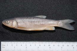 Image of European chub