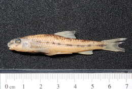 Image of White-finned gudgeon