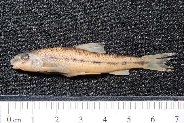 Image of White-finned gudgeon