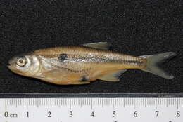 Image of Alburnoides