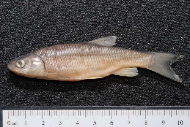 Image of European chub