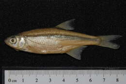 Image of Alburnoides