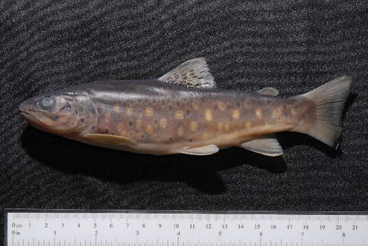 Image of Brown Trout