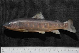 Image of Brown Trout