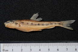 Image of White-finned gudgeon