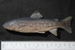 Image of Brown Trout
