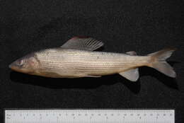 Image of Salmoniformes