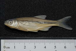 Image of Alburnoides