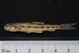 Image of White-finned gudgeon