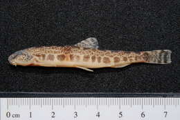 Image of true loaches