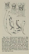 Image of Pareurystomina americana Keppner 1989