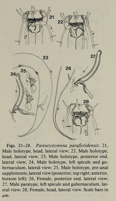 Image of Pareurystomina parafloridensis Keppner 1989