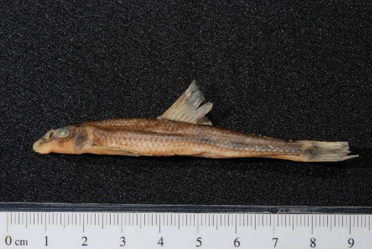 Image of Danube Gudgeon