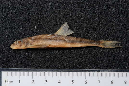 Image of Danube Gudgeon