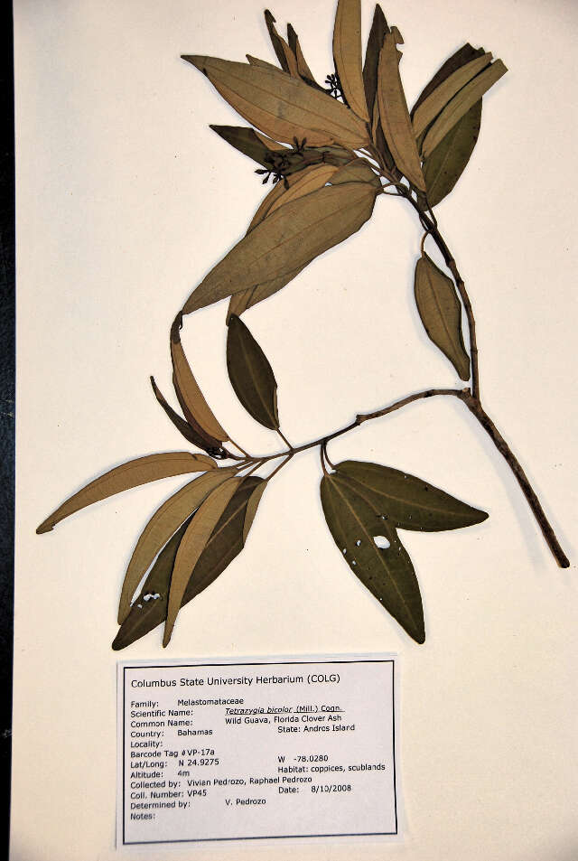 Image of clover ash