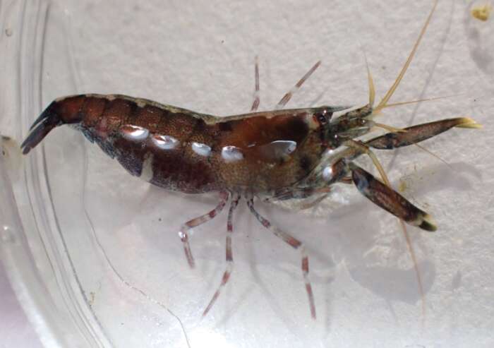 Image of hooded shrimp