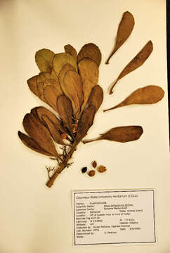 Image of Malpighiales