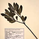 Image of Grimmeodendron