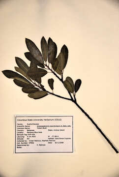 Image of Grimmeodendron