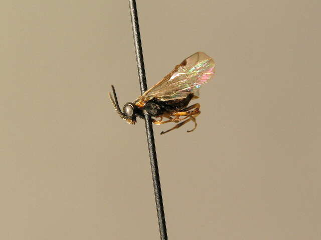Image of tenthredinid sawflies