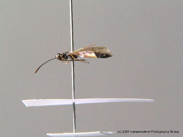 Image of stem sawflies