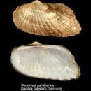 Image of Stenocista gambiensis (Reeve 1844)