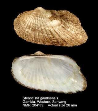 Image of Stenocista P. G. Oliver & Cosel 1993