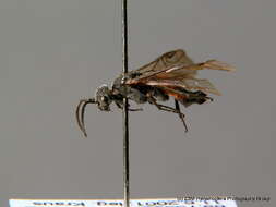 صورة <i>Dolerus yukonensis</i>