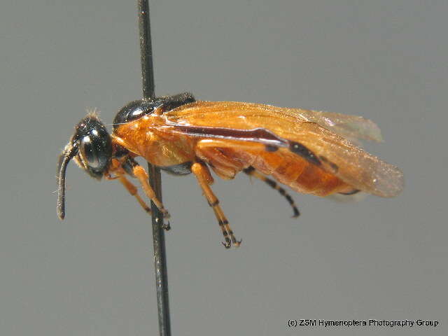 Image of rose sawfly