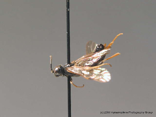 Image of Curled rose sawfly