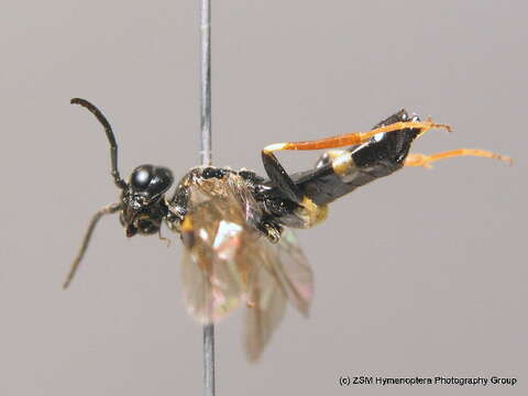 Image of Curled rose sawfly