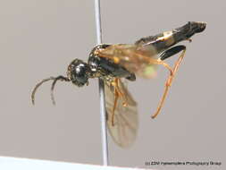 Image of Curled rose sawfly