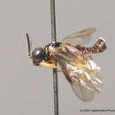 Image of <i>Aneugmenus coronatus</i>