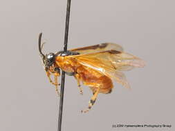 Image of rose sawfly