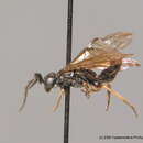 Image of <i>Cladius pilicornis</i>