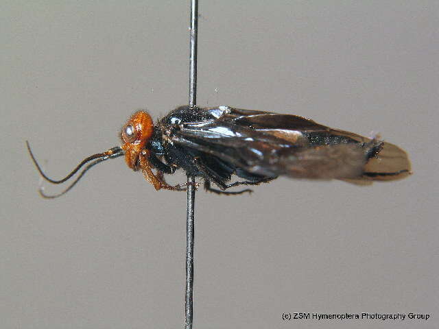 Image of Pine false webworm