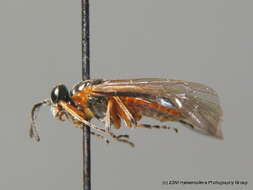 Image of <i>Athalia cordata</i>