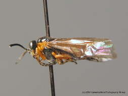 Image of <i>Athalia cordata</i>