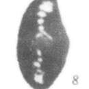 Image of Hemigordius biconvexus Nie & Song 1985