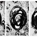 Image of Hemigordius brunni Lys 1980