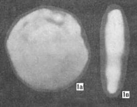 Image de Hemigordius calloviensis Lutova 1981