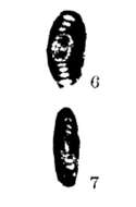 Image of Hemigordius compactus Xia & Zhang 1984