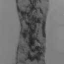 Image of Hemigordius cornuspiroides Sosipatrova 1969